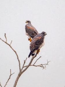 HARRIS'S HAWK SRGB 2