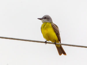 KINGBIRD