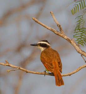 KISKADEE 3 SRGB