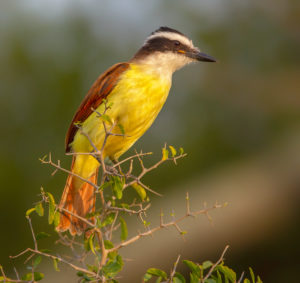 KISKADEE SRGB