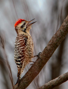 LADDER-BACKED WOODY SRGB