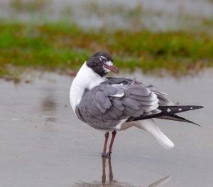 LAUGHING GULL 3SRGB