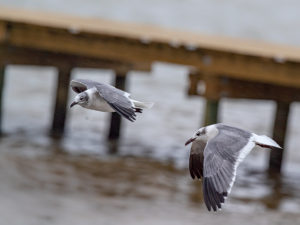 LAUGHING GULL SRGB