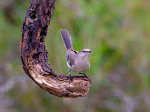 MOCKINGBIRD SRGB