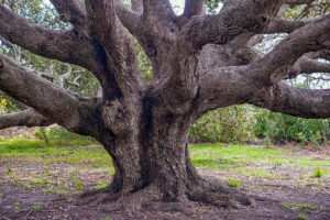 OLD TREE SRGB