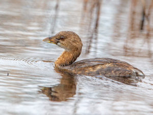 PIED-BILLED GREBE SRGB