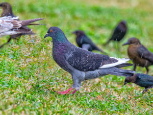 ROCK PIGEON SRGB
