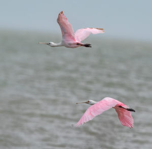 ROSEATE SPOONYS BIG TREE SRGB