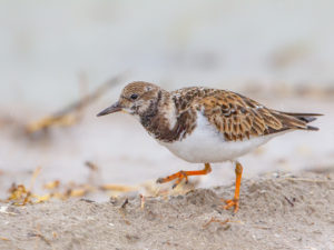 RUDDY TURNSTONE SRGB
