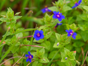 TEXAS FLOWERS SRGB