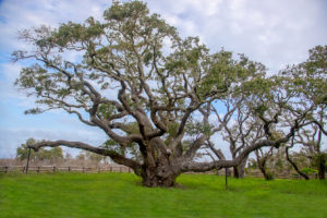TEXAS LIVE OAK GOOSE ISLAND SRGB