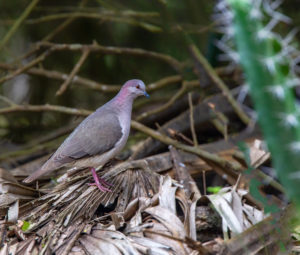 WHITE-TIPPE DOVE SRGB
