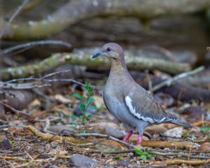 WHITE-WINGED DOVE SRGB