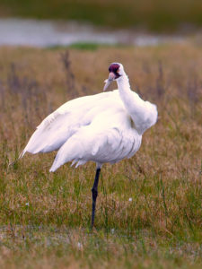 WHOOPER 10 SRGB