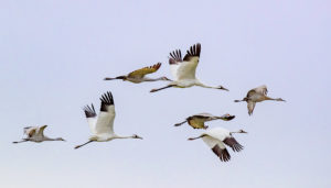 WHOOPERS FLY SRGB