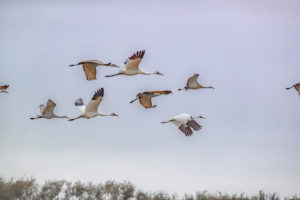 WHOOPERS IND. SUM. SRGB