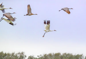WHOOPERS SANDYS GOOSE ISLAND SRGB