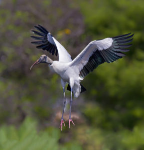 WOOD STORK MUSEUM SHARP15x15.5 2